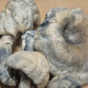 Albino Magic Mushrooms displayed in soft natural light, representing calm clarity, emotional openness, and gentle visuals from Shroom Swift.