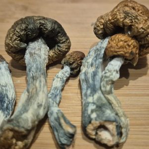 B+ Magic Mushrooms photographed in soft natural light, symbolizing gentle clarity, calm visuals, and emotional balance from Shroom Swift.