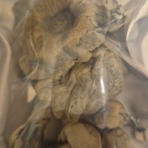 Calm Blue God magic mushrooms with soft blue tint on white background, from ShroomSwift.