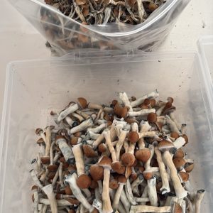 Blue Meanie psilocybin mushrooms with pale golden caps and strong blue bruising, from Shroom Swift.