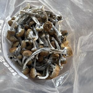 Macro photograph showing texture and golden tones of Golden Teacher mushrooms, Shroom Swift.