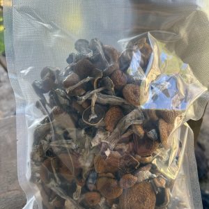 Golden Z-Strain magic mushrooms on white surface, cultivated for balanced psilocybin experience, ShroomSwift.